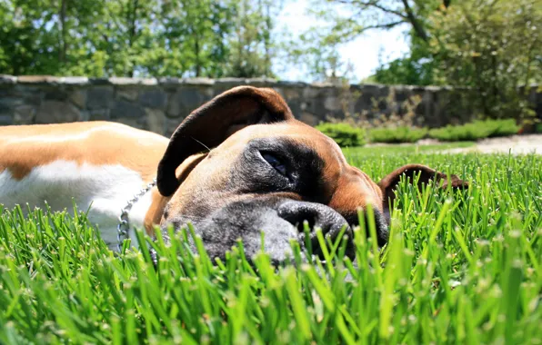 Картинка трава, собака, пес