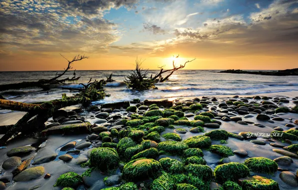 Море, водоросли, закат, камни, берег, коряги