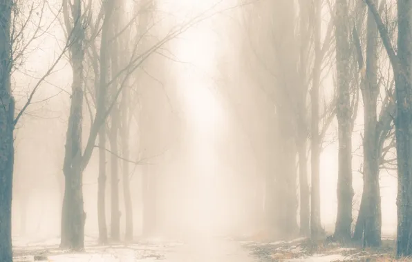 Картинка туман, тропа, Деревья, силуэты, монохромный
