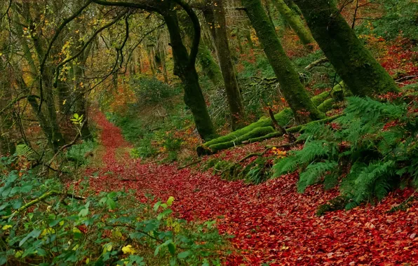 Картинка осень, лес, листья, деревья, Англия, England, Exmoor National Park, Buckethole Woods