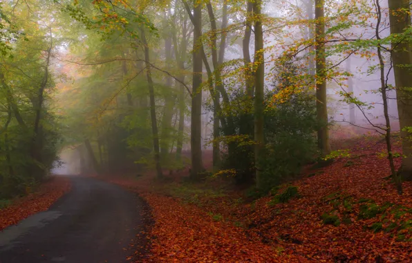 Картинка дорога, осень, лес, природа, парк, листва, шоссе