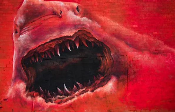 Картинка фон, стена, граффити, акула