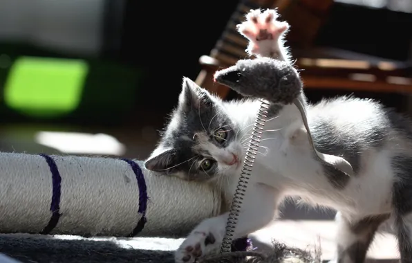 Свет, поза, котенок, игрушка, игра, мышь, мышка, котёнок