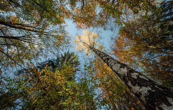 Autumn, Saxony, Niederrathen, Sächsische Schweiz-Osterzgebirge