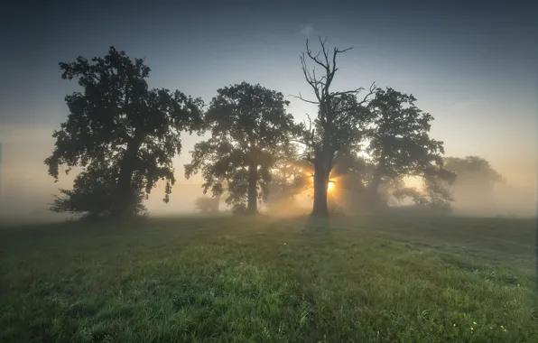 Трава, солнце, деревья, природа, туман, рассвет, утро, Robert Kropacz