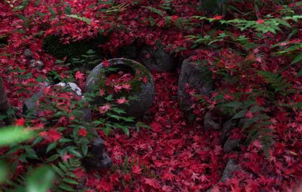 Картинка осень, природа, камни, листва, мох, Япония, папоротник, Киото