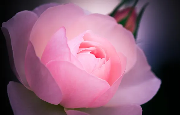 Картинка цветок, макро, розовая, роза