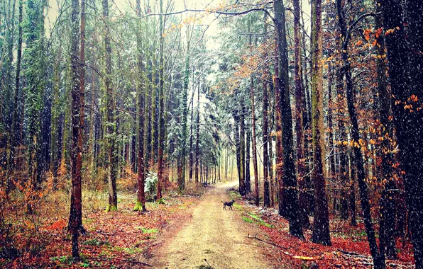 Картинка дорога, осень, лес, снег, собака