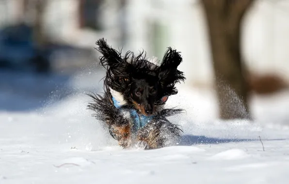 Зима, снег, собака