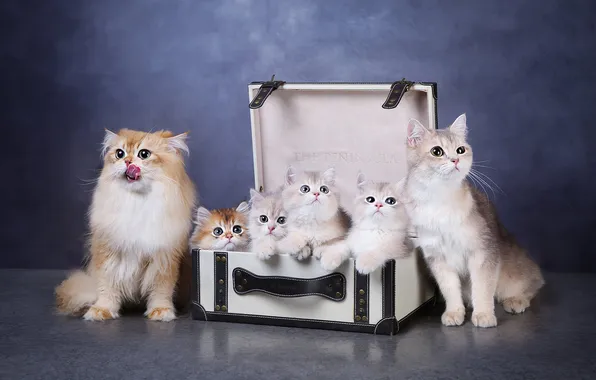 Взгляд, кошки, поза, котята, мордашки