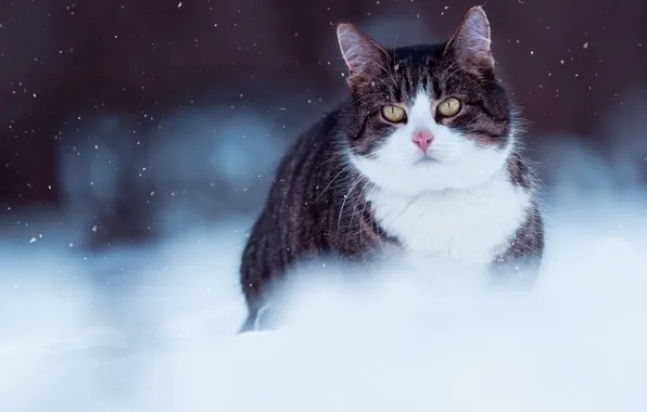 Зима, кошка, кот, взгляд, морда, снег, природа, серый