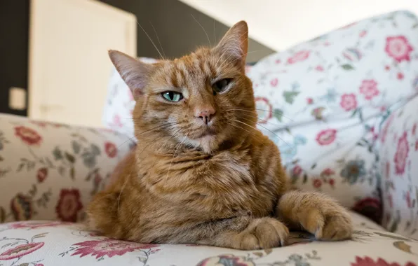 Кот, взгляд, рыжий, коте