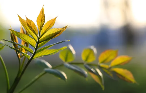 Spring, leaf, twig