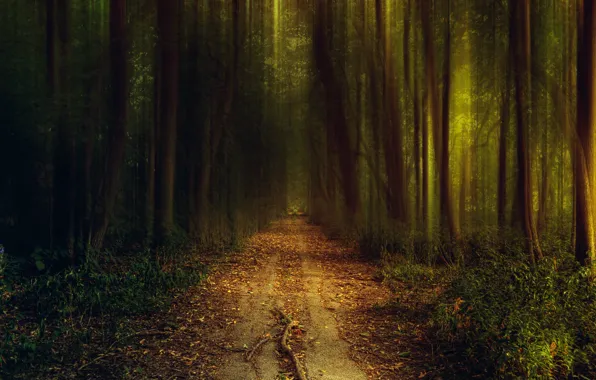Дорога, зелень, осень, лес, трава, свет, деревья, природа