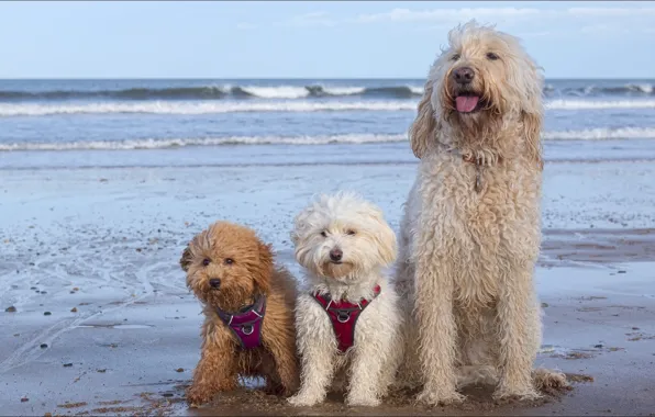 Собаки, пляж, природа, Nature, трио, beach, dogs, trio