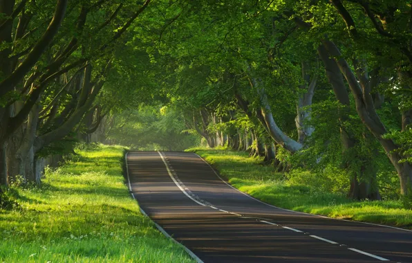 Картинка дорога, деревья, природа, пути, путь, дерево, настроение, настроения