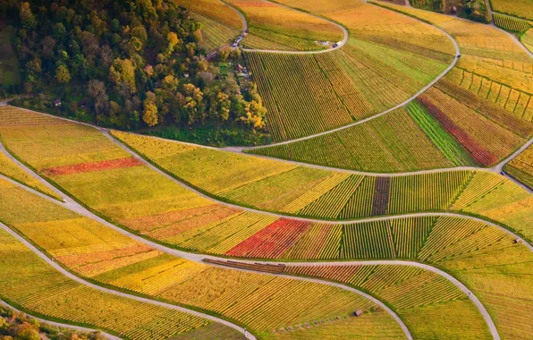 Деревья, Германия, виноградники, Баден-Вюртемберг