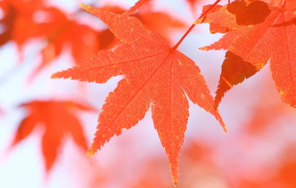 Осень, листья, макро, природа, осенние обои