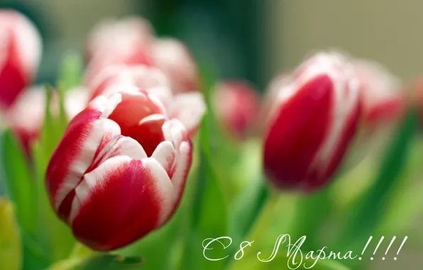 Цветы, тюльпаны, 8 марта, всех, дорогих, женщин, жеждународным, днём!