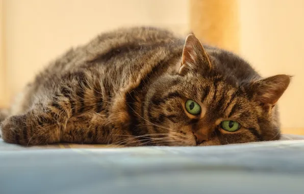 Кошка, кот, взгляд, поза, лежит, мордашка, полосатый, зеленые глаза