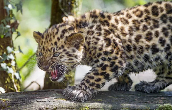 Картинка кошка, леопард, бревно, детёныш, котёнок, рычит, амурский, ©Tambako The Jaguar