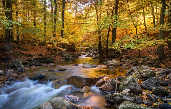 Осень, пейзаж, природа, река, поток