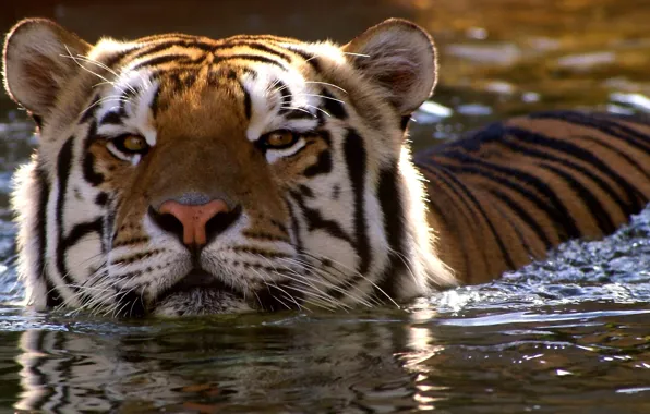 Взгляд, морда, вода, тигр, заплыв, дикая кошка
