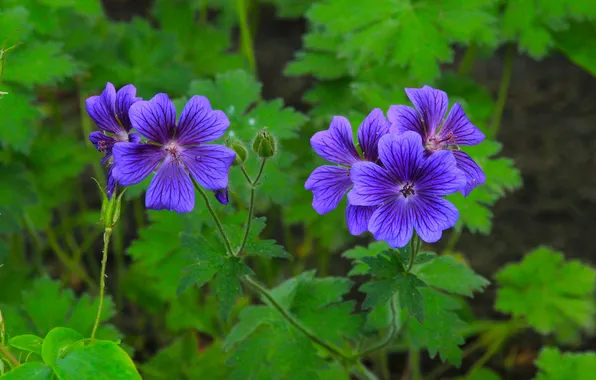 Flower, leafs, blooming