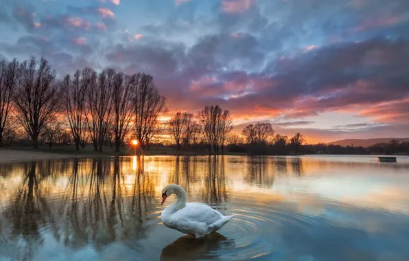 Картинка закат, озеро, лебедь
