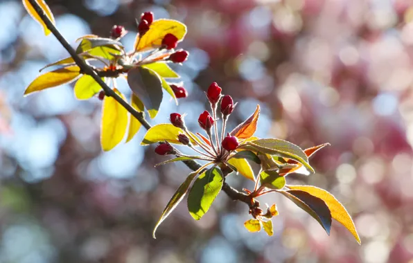 Spring, leaf, twig