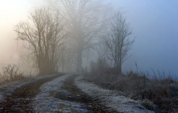Дорога, деревья, туман