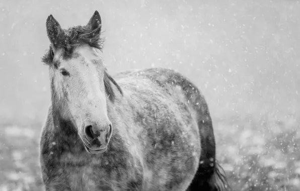 Зима, снег, природа, конь