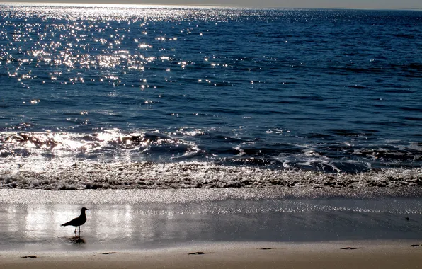 Море, природа, берег, утро, Canon G12
