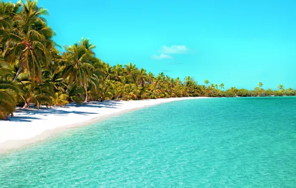 Картинка beach, palm tree, tropical Beach, ocean beach, beautiful beach