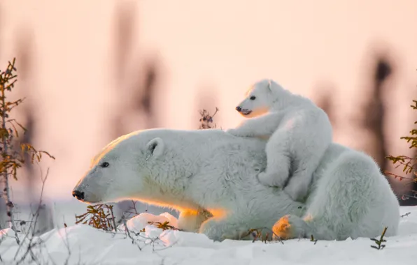 Снег, медвежонок, медведица, Белые медведи, Полярные медведи