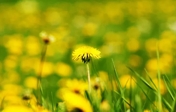 Картинка поле, цветок, цветы, желтый, фон, одуванчик, widescreen, обои