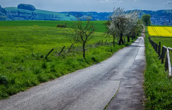 Дорога, поле, трава, деревья, цветы, весна, май, grass