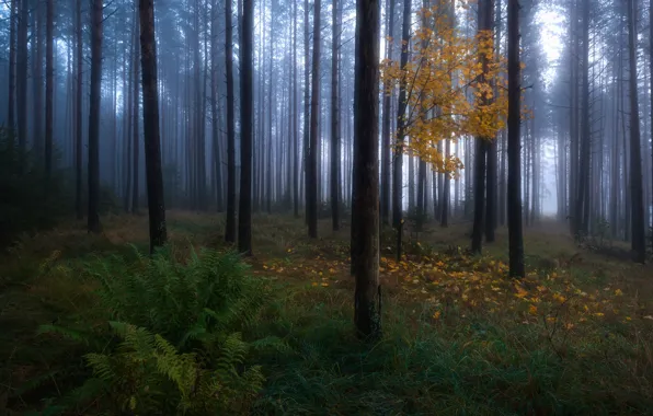 Картинка осень, лес, деревья, природа, дерево, листва, дымка, клён