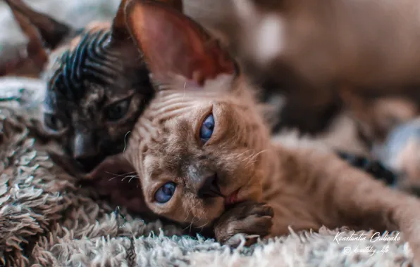 Котенок, котята, сфинкс, sphynx, сфинкс котенок, котята играют