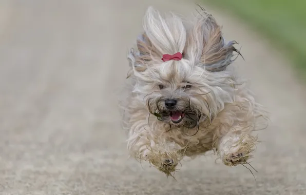 Картинка собака, бег, полёт, Гаванский бишон