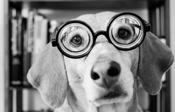 Картинка взгляд, морда, собака, очки, черно-белое