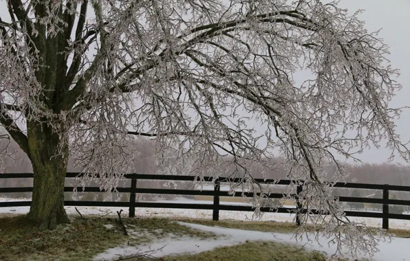 Лед, снег, дерево, забор, сосульки