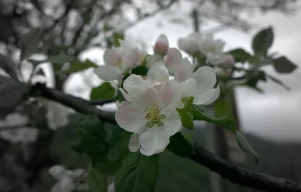 Цветы, весна, май, Яблоня, цветущее дерево, Абхазия