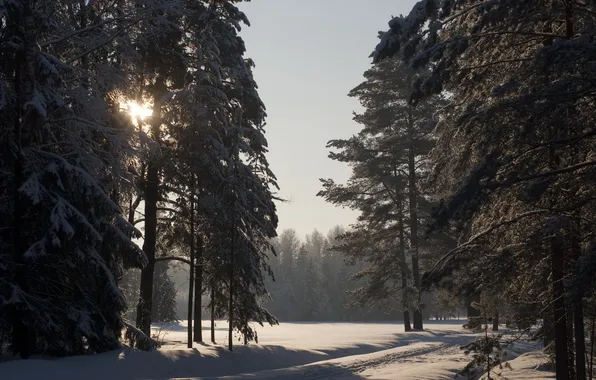 Картинка зима, солнце, снег, павловск