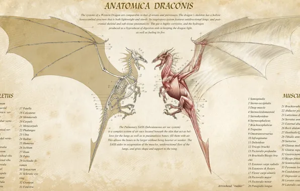 Картинка fantasy, Dragon, muscles, artwork, infographic, creature, skeleton, anatomy