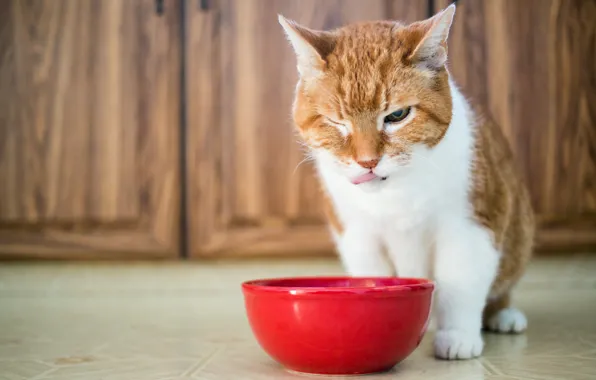 Картинка кошка, фон, еда