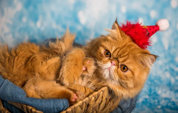 Кошка, кот, взгляд, морда, красный, поза, праздник, портрет