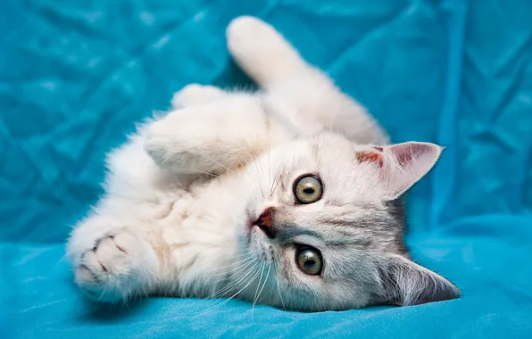 Кошка, белый, взгляд, поза, котенок, серый, лапки, малыш