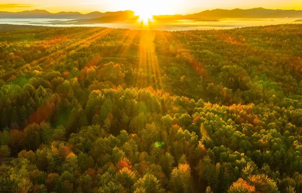 Картинка осень, лес, восход, рассвет, утро, солнечный свет