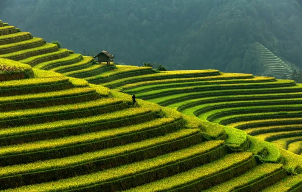 Горы, Вьетнам, рисовые террасы